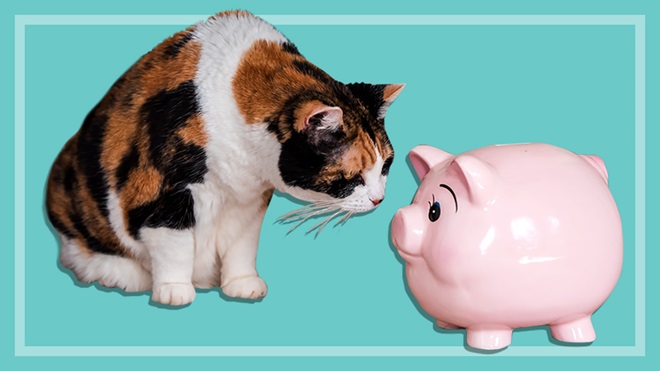 Cat and piggy bank representing pet insurance